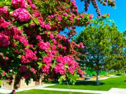 Victory square park trees