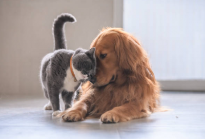 Dog and Cat cuddling 
